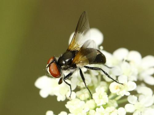 Réf. 213 699 : Elomya lateralis